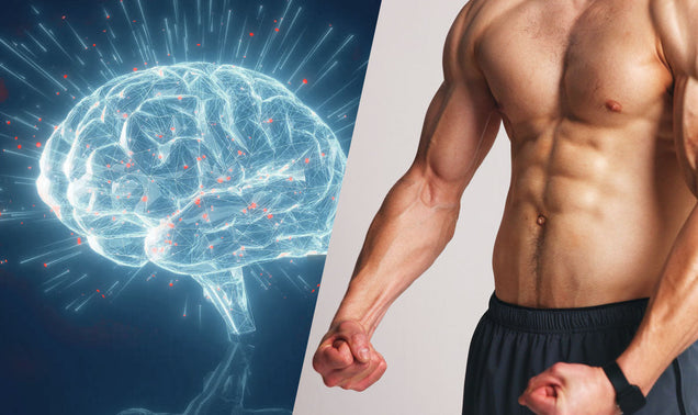Why Your Brain Needs Creatine Just as Much as Your Muscles Do