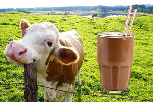 Which Protein Powder is Best for YOU?