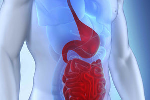 Digestive System and Muscle Gains