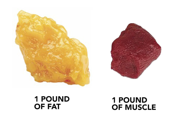 Does Fat Turn into Muscle?