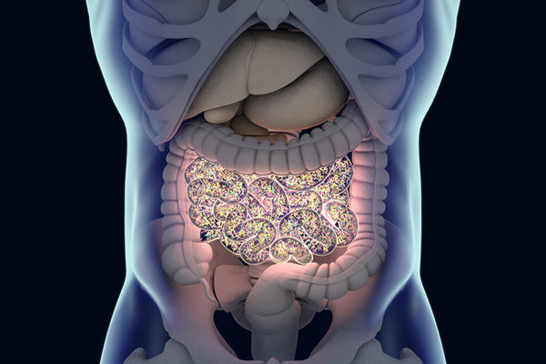 Does Gut Microbiota Influence Mental Health?