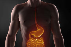 Gut Health and Athletic Performance