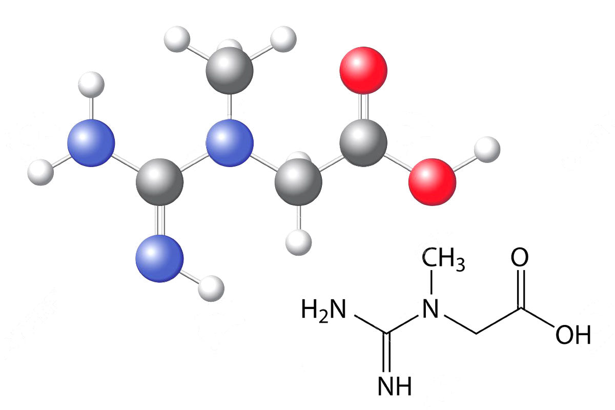 Should you use Creatine while cutting? – 1 Up Nutrition