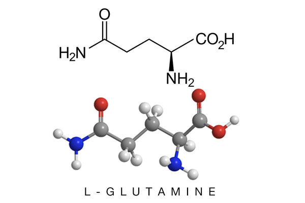 The Benefits of L-Glutamine