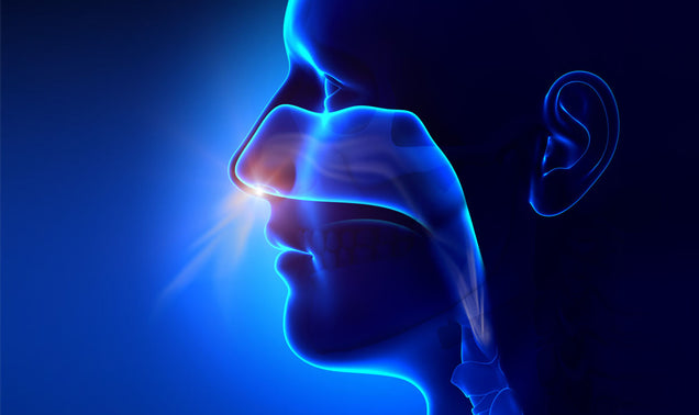 The Benefits of Nose Breathing