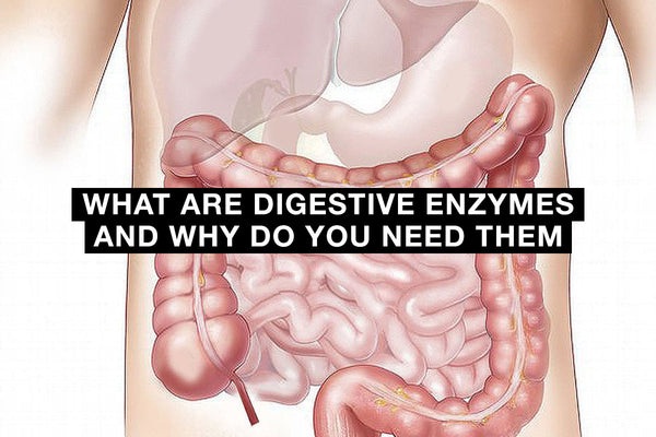 What Are Digestive Enzymes & Why Do You Need Them